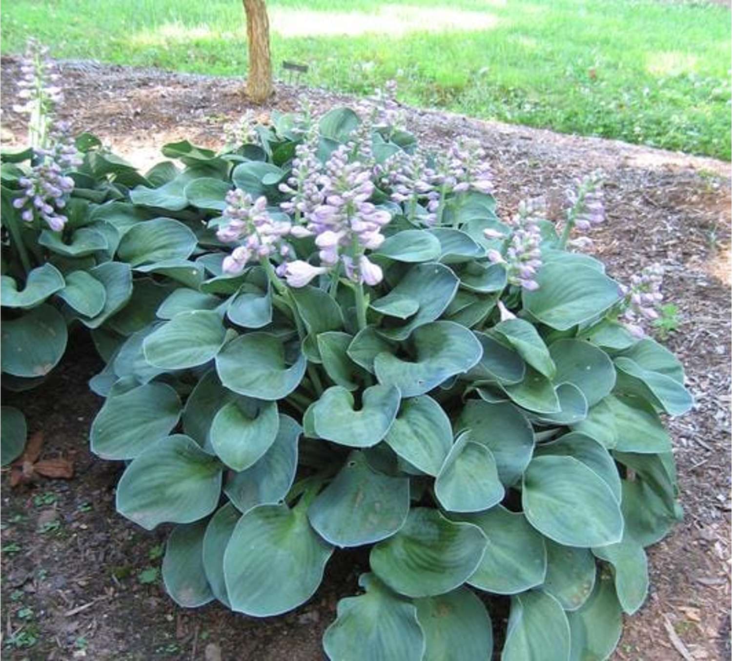 Kuunlilja 'Blue Mouse Ears'